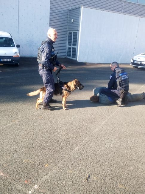 Jamais bon chien n’aboie à faux